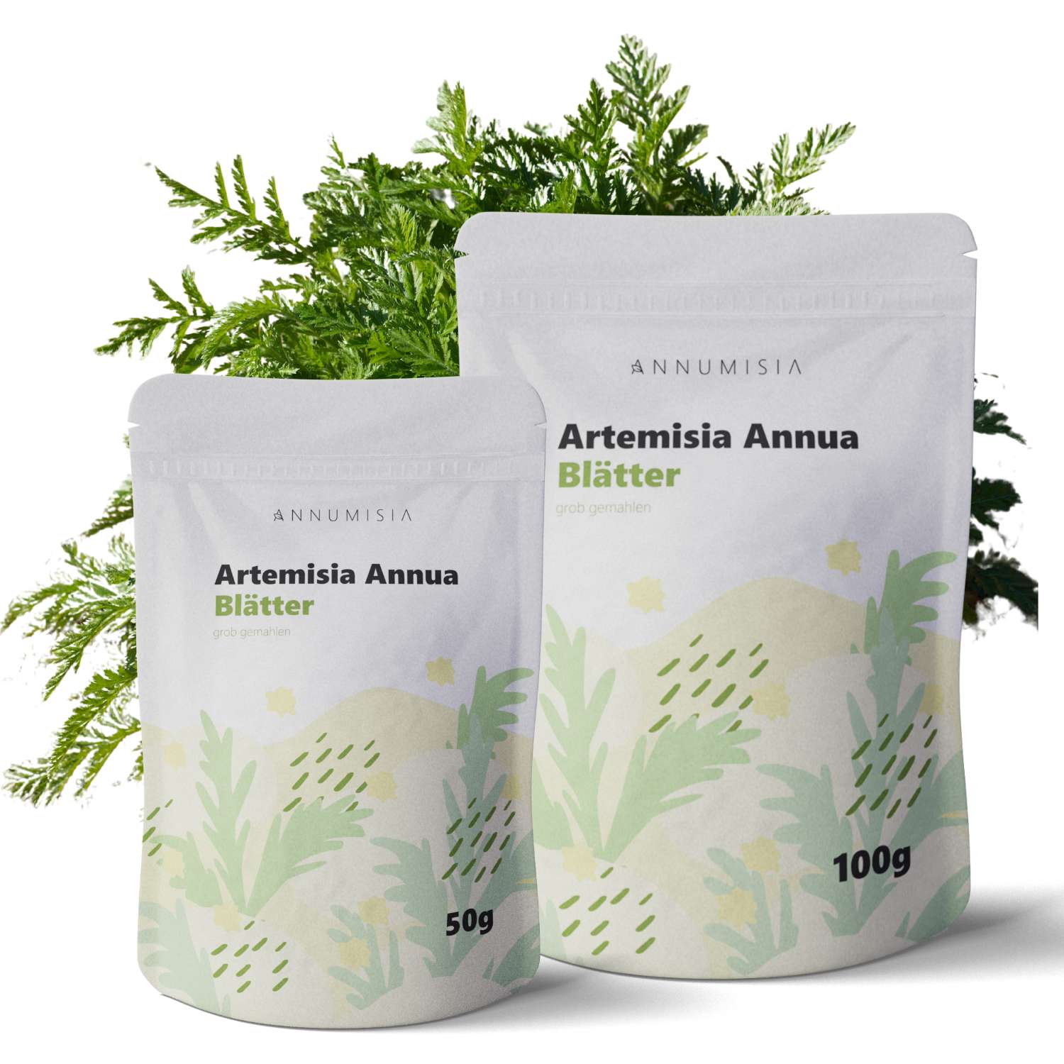Artemisia Annua Blätter