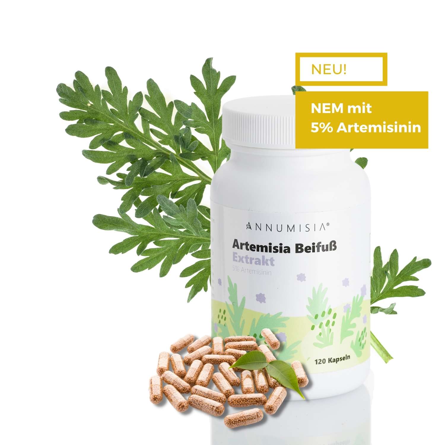 Artemisia Beifuß Extrakt Kapseln 5% Artemisinin